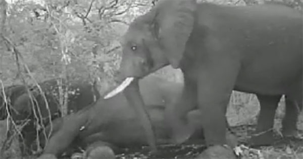 ช้างกลุ่มนี้พยายามปลุกเพื่อนให้ฟื้น หลังถูกฆ่าเอางา ช้างกลุ่มนี้พยายามปลุกเพื่อนให้ฟื้น หลังถูกฆ่าเอางา