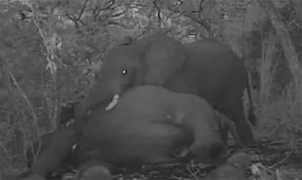 ช้างกลุ่มนี้พยายามปลุกเพื่อนให้ฟื้น หลังถูกฆ่าเอางา ช้างกลุ่มนี้พยายามปลุกเพื่อนให้ฟื้น หลังถูกฆ่าเอางา