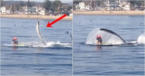 โมเม้นท์ระทึก วาฬหลังค่อมโผล่ใกล้ฝั่ง หวิดจมหนุ่มพายเรือแจว (มีคลิป) โมเม้นท์ระทึก วาฬหลังค่อมโผล่ใกล้ฝั่ง หวิดจมหนุ่มพายเรือแจว (มีคลิป)