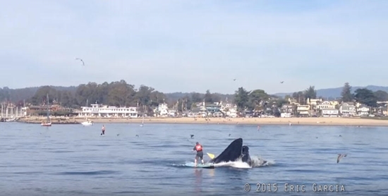 โมเม้นท์ระทึก วาฬหลังค่อมโผล่ใกล้ฝั่ง หวิดจมหนุ่มพายเรือแจว (มีคลิป) โมเม้นท์ระทึก วาฬหลังค่อมโผล่ใกล้ฝั่ง หวิดจมหนุ่มพายเรือแจว (มีคลิป)