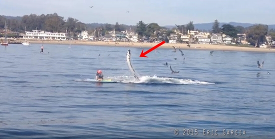 โมเม้นท์ระทึก วาฬหลังค่อมโผล่ใกล้ฝั่ง หวิดจมหนุ่มพายเรือแจว (มีคลิป) โมเม้นท์ระทึก วาฬหลังค่อมโผล่ใกล้ฝั่ง หวิดจมหนุ่มพายเรือแจว (มีคลิป)