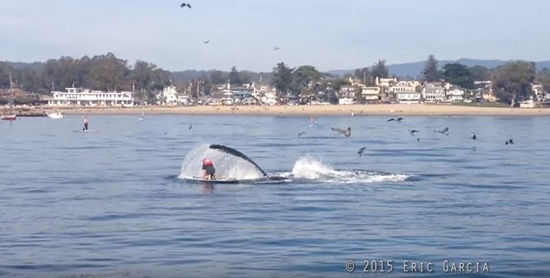 โมเม้นท์ระทึก วาฬหลังค่อมโผล่ใกล้ฝั่ง หวิดจมหนุ่มพายเรือแจว (มีคลิป) โมเม้นท์ระทึก วาฬหลังค่อมโผล่ใกล้ฝั่ง หวิดจมหนุ่มพายเรือแจว (มีคลิป)