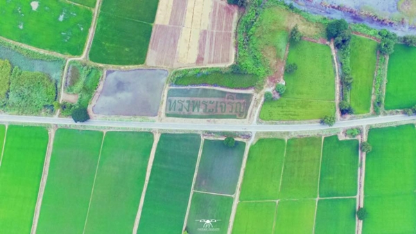 งดงาม..ภาพมุมสูงแปลงนา ถวายพระพร งดงาม..ภาพมุมสูงแปลงนา ถวายพระพร