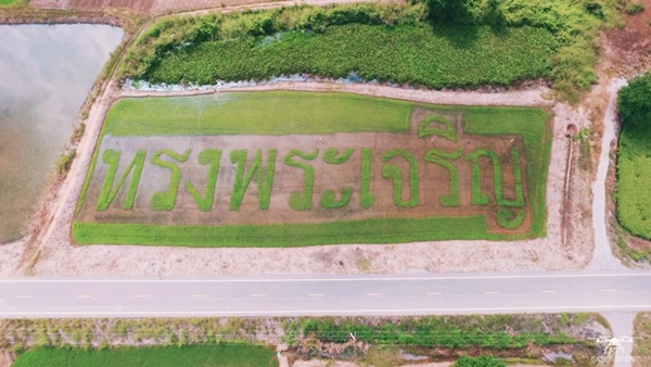 งดงาม..ภาพมุมสูงแปลงนา ถวายพระพร งดงาม..ภาพมุมสูงแปลงนา ถวายพระพร