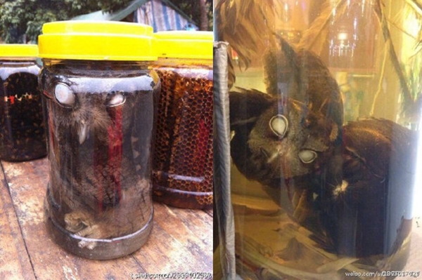 ช็อก ! จับนกฮูกมาทำยาดอง ยัดใส่โหลให้จมน้ำขาดใจตายทั้งเป็น ช็อก ! จับนกฮูกมาทำยาดอง ยัดใส่โหลให้จมน้ำขาดใจตายทั้งเป็น