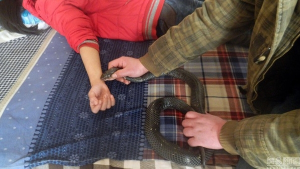 พ่อผุดวิธีแปลก จับงูเห่ามาฉกลูกหวังรักษาโรคร้าย พ่อผุดวิธีแปลก จับงูเห่ามาฉกลูกหวังรักษาโรคร้าย