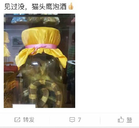 ช็อก ! จับนกฮูกมาทำยาดอง ยัดใส่โหลให้จมน้ำขาดใจตายทั้งเป็น ช็อก ! จับนกฮูกมาทำยาดอง ยัดใส่โหลให้จมน้ำขาดใจตายทั้งเป็น