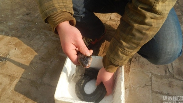 พ่อผุดวิธีแปลก จับงูเห่ามาฉกลูกหวังรักษาโรคร้าย พ่อผุดวิธีแปลก จับงูเห่ามาฉกลูกหวังรักษาโรคร้าย