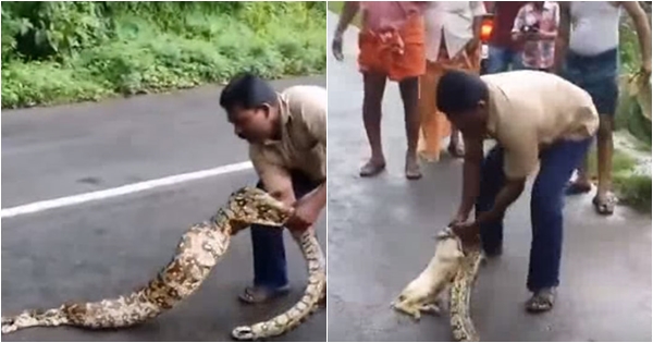 สยอง ชายอินเดียใช้มือเปล่ารีดท้องงูเป็น ๆ เค้นช่วยลูกแพะ 2 ตัวที่ถูกเขมือบ สยอง ชายอินเดียใช้มือเปล่ารีดท้องงูเป็น ๆ เค้นช่วยลูกแพะ 2 ตัวที่ถูกเขมือบ