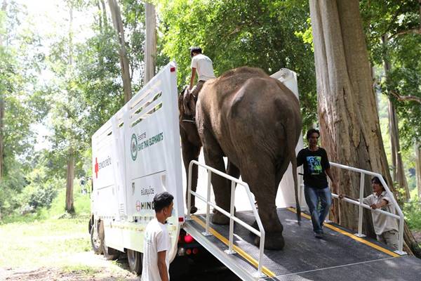เปิดตัว รถพยาบาลช้าง คันแรกของโลก อีกก้าวสำคัญในการช่วยเหลือช้างไทย เปิดตัว รถพยาบาลช้าง คันแรกของโลก อีกก้าวสำคัญในการช่วยเหลือช้างไทย