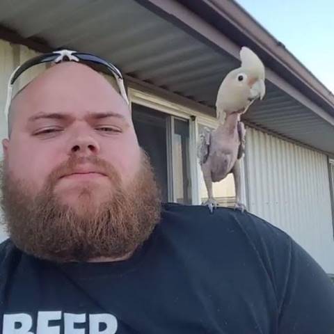 แด่ชีวิตที่สดใส ! เจ้านกกระตั้วขนโกร๋นแดนซ์ยับเริงร่าบนบ่าเจ้านายใหม่ แด่ชีวิตที่สดใส ! เจ้านกกระตั้วขนโกร๋นแดนซ์ยับเริงร่าบนบ่าเจ้านายใหม่