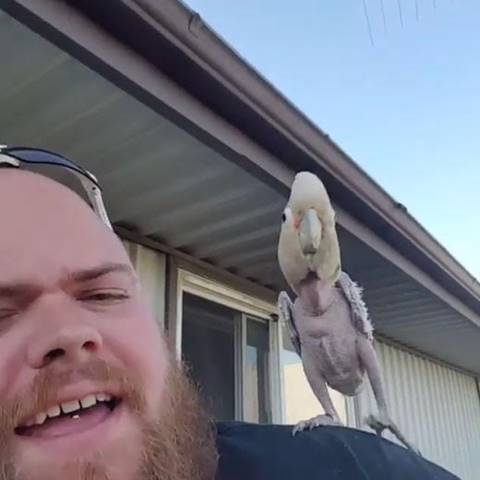 แด่ชีวิตที่สดใส ! เจ้านกกระตั้วขนโกร๋นแดนซ์ยับเริงร่าบนบ่าเจ้านายใหม่ แด่ชีวิตที่สดใส ! เจ้านกกระตั้วขนโกร๋นแดนซ์ยับเริงร่าบนบ่าเจ้านายใหม่