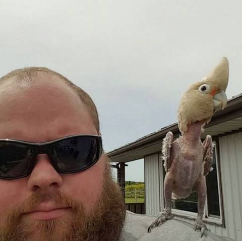 แด่ชีวิตที่สดใส ! เจ้านกกระตั้วขนโกร๋นแดนซ์ยับเริงร่าบนบ่าเจ้านายใหม่ แด่ชีวิตที่สดใส ! เจ้านกกระตั้วขนโกร๋นแดนซ์ยับเริงร่าบนบ่าเจ้านายใหม่