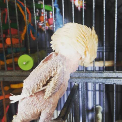 แด่ชีวิตที่สดใส ! เจ้านกกระตั้วขนโกร๋นแดนซ์ยับเริงร่าบนบ่าเจ้านายใหม่ แด่ชีวิตที่สดใส ! เจ้านกกระตั้วขนโกร๋นแดนซ์ยับเริงร่าบนบ่าเจ้านายใหม่