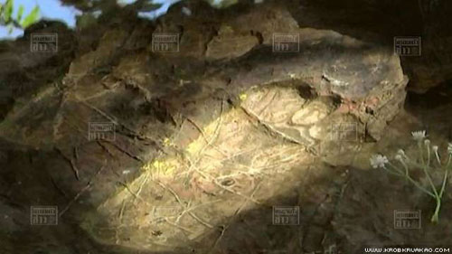 เชียงใหม่พบรอยพระพุทธบาทสภาพสมบูรณ์ อายุไม่ต่ำกว่า 2,500 ปี เชียงใหม่พบรอยพระพุทธบาทสภาพสมบูรณ์ อายุไม่ต่ำกว่า 2,500 ปี