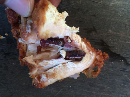 ผงะ...เจอกิ้งกือซุกในไก่ทอด ชาวเน็ตถามกลับ ยัดใส่เองหรือเปล่า ? ผงะ...เจอกิ้งกือซุกในไก่ทอด ชาวเน็ตถามกลับ ยัดใส่เองหรือเปล่า ?