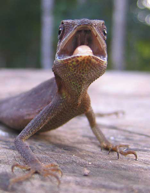 ชาวนครพนมแห่ล่ากะปอม สร้างรายได้งามช่วงหน้าแล้ง ชาวนครพนมแห่ล่ากะปอม สร้างรายได้งามช่วงหน้าแล้ง