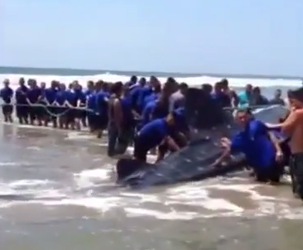 เผยภาพอาสาสมัครเอกวาดอร์กว่า 100 คน ช่วยฉลามวาฬเกยตื้น เผยภาพอาสาสมัครเอกวาดอร์กว่า 100 คน ช่วยฉลามวาฬเกยตื้น