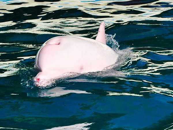 ว้าว ! โลมาเผือกเปลี่ยนเป็นสีชมพูได้ เวลาโกรธ-เศร้า ว้าว ! โลมาเผือกเปลี่ยนเป็นสีชมพูได้ เวลาโกรธ-เศร้า