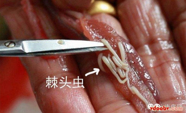 พยาธิตัวจี้ด ภัยร้ายที่ซ่อนตัวในปลาไหล ที่แม้แต่ความร้อนยังฆ่าไม่ตาย พยาธิตัวจี้ด ภัยร้ายที่ซ่อนตัวในปลาไหล ที่แม้แต่ความร้อนยังฆ่าไม่ตาย