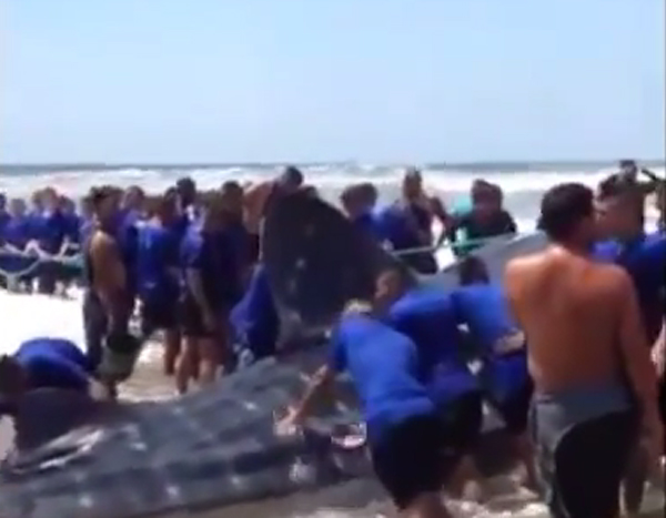 เผยภาพอาสาสมัครเอกวาดอร์กว่า 100 คน ช่วยฉลามวาฬเกยตื้น เผยภาพอาสาสมัครเอกวาดอร์กว่า 100 คน ช่วยฉลามวาฬเกยตื้น