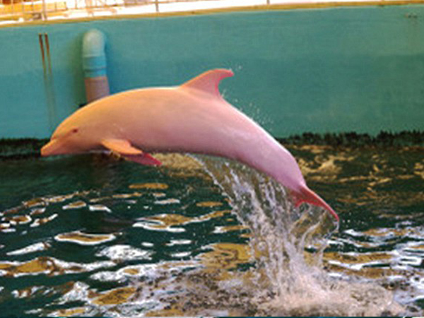 ว้าว ! โลมาเผือกเปลี่ยนเป็นสีชมพูได้ เวลาโกรธ-เศร้า ว้าว ! โลมาเผือกเปลี่ยนเป็นสีชมพูได้ เวลาโกรธ-เศร้า