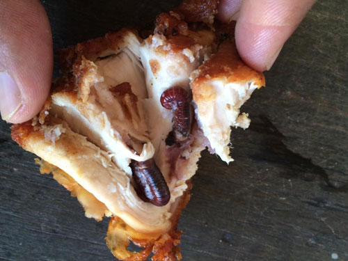 ผงะ...เจอกิ้งกือซุกในไก่ทอด ชาวเน็ตถามกลับ ยัดใส่เองหรือเปล่า ? ผงะ...เจอกิ้งกือซุกในไก่ทอด ชาวเน็ตถามกลับ ยัดใส่เองหรือเปล่า ?