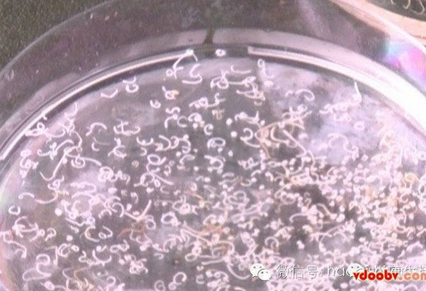 พยาธิตัวจี้ด ภัยร้ายที่ซ่อนตัวในปลาไหล ที่แม้แต่ความร้อนยังฆ่าไม่ตาย พยาธิตัวจี้ด ภัยร้ายที่ซ่อนตัวในปลาไหล ที่แม้แต่ความร้อนยังฆ่าไม่ตาย