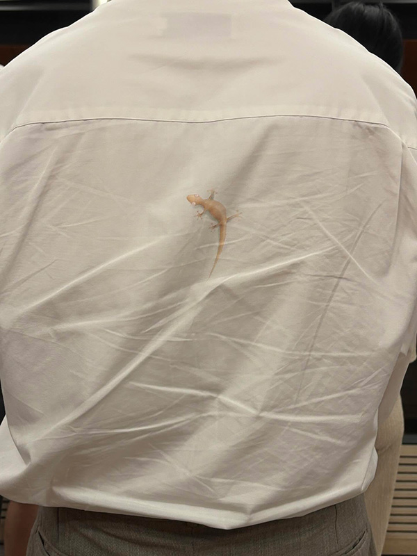 จิ้งจกเกาะเสื้อผู้ชาย จิ้งจกเกาะเสื้อผู้ชาย