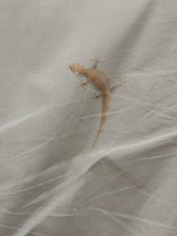 จิ้งจกเกาะเสื้อผู้ชาย จิ้งจกเกาะเสื้อผู้ชาย