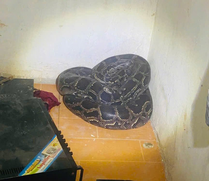 งูหลามยักษ์เข้าบ้าน งูหลามยักษ์เข้าบ้าน