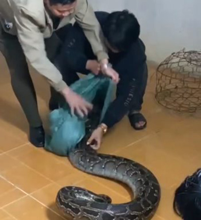 งูหลามยักษ์เข้าบ้าน งูหลามยักษ์เข้าบ้าน