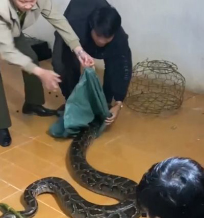 งูหลามยักษ์เข้าบ้าน งูหลามยักษ์เข้าบ้าน