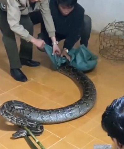 งูหลามยักษ์เข้าบ้าน งูหลามยักษ์เข้าบ้าน