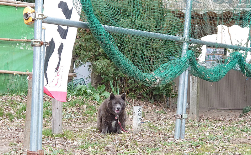 หมีดำ หมีดำ