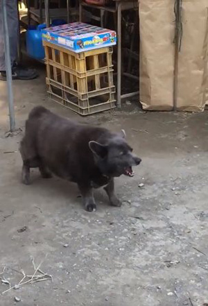 หมีดำ หมีดำ