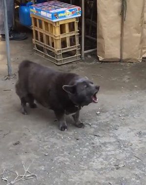 หมีดำ หมีดำ