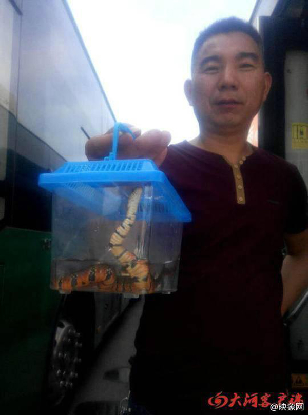 แตกตื่นทั้งคัน หนุ่มโยนงูใส่รถเมล์แล้ววิ่งหนี หลังถูกห้ามเอาขึ้นรถ แตกตื่นทั้งคัน หนุ่มโยนงูใส่รถเมล์แล้ววิ่งหนี หลังถูกห้ามเอาขึ้นรถ