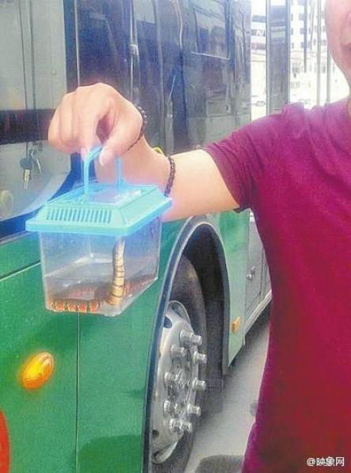 แตกตื่นทั้งคัน หนุ่มโยนงูใส่รถเมล์แล้ววิ่งหนี หลังถูกห้ามเอาขึ้นรถ แตกตื่นทั้งคัน หนุ่มโยนงูใส่รถเมล์แล้ววิ่งหนี หลังถูกห้ามเอาขึ้นรถ