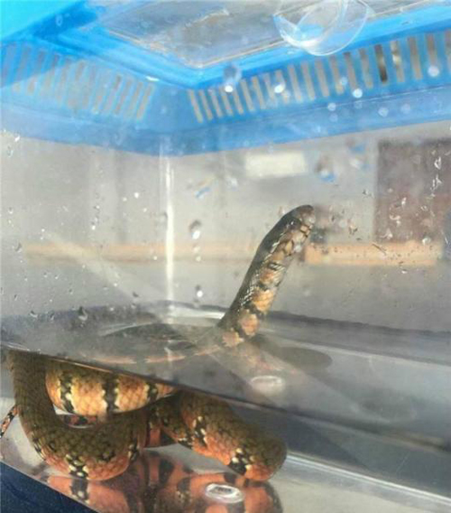 แตกตื่นทั้งคัน หนุ่มโยนงูใส่รถเมล์แล้ววิ่งหนี หลังถูกห้ามเอาขึ้นรถ แตกตื่นทั้งคัน หนุ่มโยนงูใส่รถเมล์แล้ววิ่งหนี หลังถูกห้ามเอาขึ้นรถ