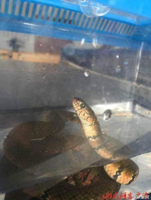 แตกตื่นทั้งคัน หนุ่มโยนงูใส่รถเมล์แล้ววิ่งหนี หลังถูกห้ามเอาขึ้นรถ แตกตื่นทั้งคัน หนุ่มโยนงูใส่รถเมล์แล้ววิ่งหนี หลังถูกห้ามเอาขึ้นรถ