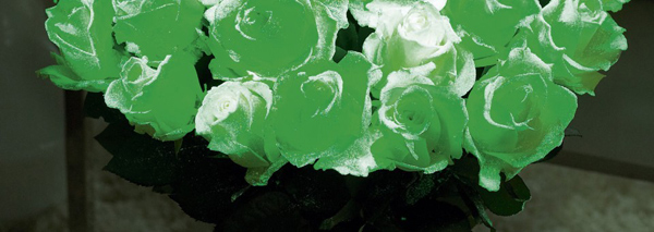 ฮาโลวีน