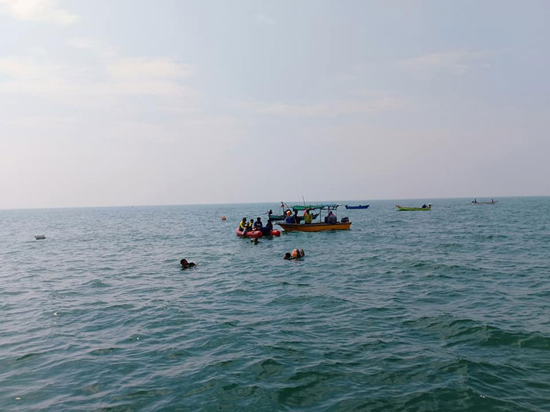 ใบพัดเรือฟันหัวจมทะเล ใบพัดเรือฟันหัวจมทะเล