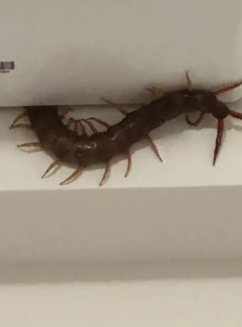 ตะขาบยักษ์ ตะขาบยักษ์