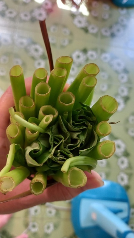 ผักบุ้ง ผักบุ้ง