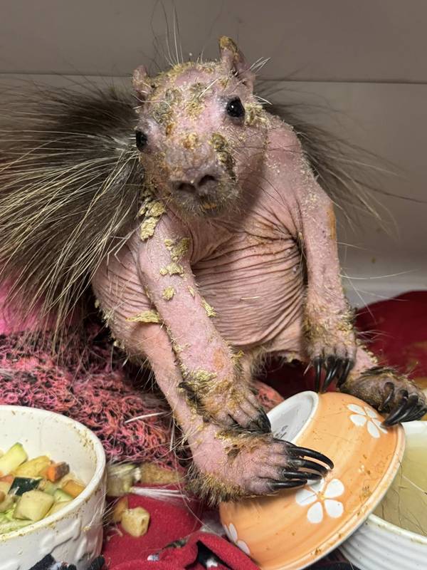 ลูกเม่นป่า ลูกเม่นป่า