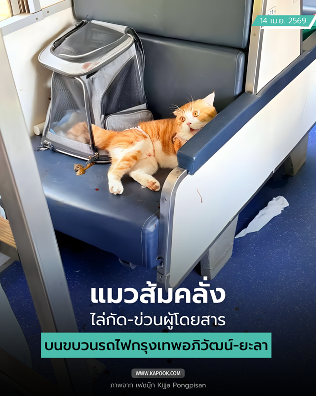 แมวส้มคลั่ง แมวส้มคลั่ง