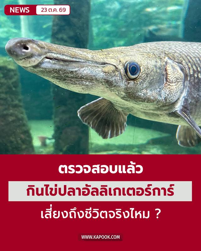 ปลาอัลลิเกเตอร์การ์ ปลาอัลลิเกเตอร์การ์
