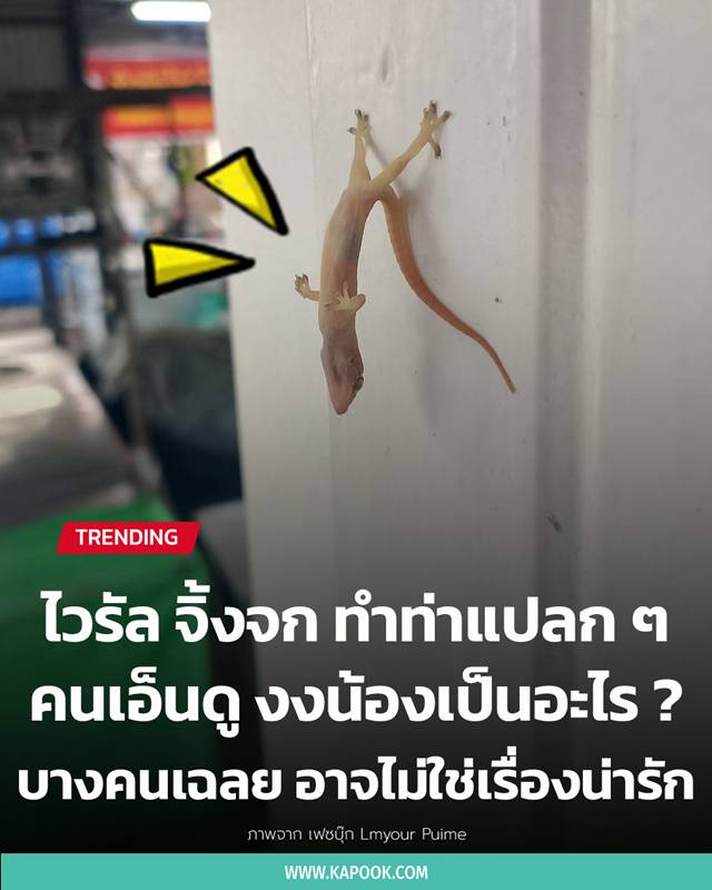 จิ้งจก จิ้งจก