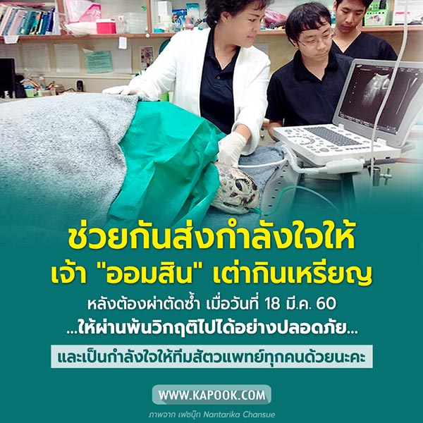 เต่าออมสิน เต่าออมสิน